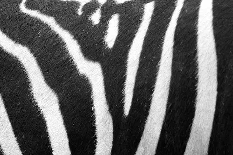 Filmtier_Zebra_Zebras_vom_Zoo_Tierpark_Filmtierland_Sickte_bei_Braunschweig.JPG###