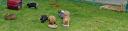 filmtier_kaninchen_hase_streichelzoo_filmtierland_mbn3_1.jpg