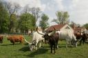 filmtier_rinder_vom_zoo_tierpark_filmtierland_sickte_bei_braunschweig.jpg