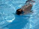 filmtier_robben_seel__wen_show_im_zoo_pool_tierpark_filmtierland_sickte_bei_braunschweig.jpg