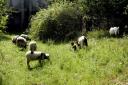 filmtier_schafe_ziege_ziegenbock_vom_zoo_tierpark_filmtierland_sickte_bei_braunschweig.jpg