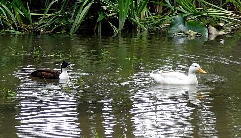 entchen_im_teich_dsc04552__kbn__.jpg