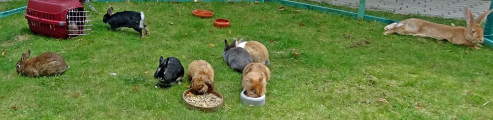 filmtier_kaninchen_hase_streichelzoo_filmtierland_mbn3_1.jpg