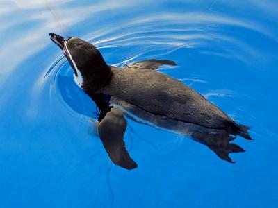 filmtier_pinguin_waldis_zoo_mobiler_streichelzoo_tierpark_filmtierland_sickte_mbn2.jpg