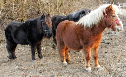 filmtier_pony_ponies_im_zoo_tierpark_filmtierland_sickte_bei_braunschweig.jpg