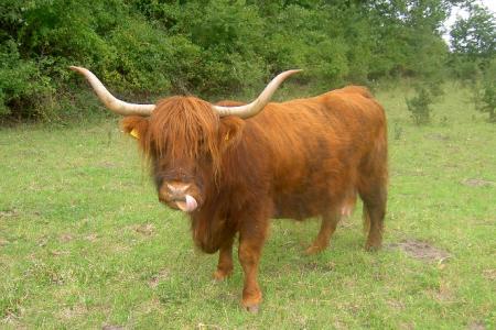 filmtier_rinder_hunde_vom_zoo_tierpark_filmtierland_sickte_bei_braunschweig.jpg011_1.jpg