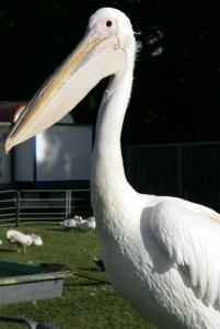 filmtier_rosa_pelikan_toni_im_zoo_tierpark_filmtierland_sickte_bei_braunschweig.jpg