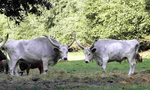 filmtier_ungarische_steppenrinder_vom_zoo_tierpark_filmtierland_sickte_bei_braunschweig_2.jpg