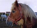 filmtier_th__ringer_kaltblut_pferd_hengst_show_im_zoo_tierpark_filmtierland_sickte_bei_braunschweig.jpg