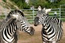 filmtier_zebra_zebras_show_im_zoo_tierpark_filmtierland_sickte_bei_braunschweig.jpg