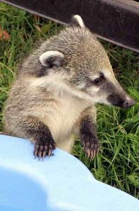 filmtier_nasenb__r_coati_nasua_nasua_vom_zoo_tierpark_filmtierland_sickte_bei_braunschweig.jpg