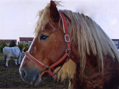 filmtier_th__ringer_kaltblut_pferd_hengst_show_im_zoo_tierpark_filmtierland_sickte_bei_braunschweig.jpg