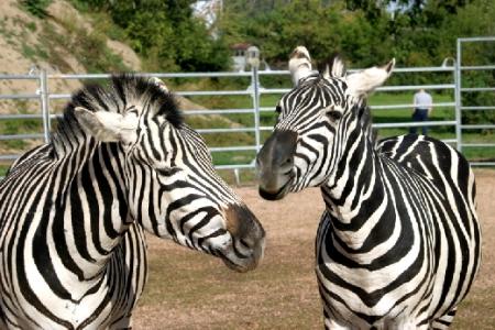 filmtier_zebra_zebras_show_im_zoo_tierpark_filmtierland_sickte_bei_braunschweig.jpg